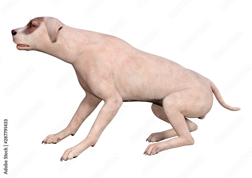 3D Rendering Crossbreed Dog on White 3D Rendering Crossbreed Dog on White