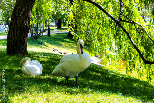 Swans on the lake. Swans in the park under the trees. White swans in the park under the trees by the lake.