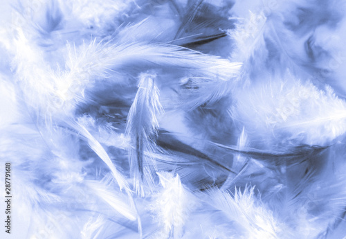 Beautiful abstract texture close up color white and blue feathers background and wallpaper