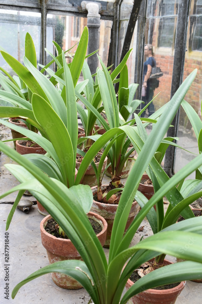 Obraz premium Green plants in pots