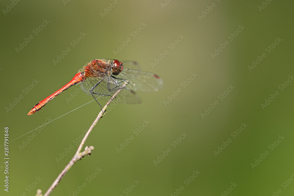 Blutrote Heidelibelle (Sympetrum sanguineum) Blutrote Heidelibelle (Sympetrum sanguineum)