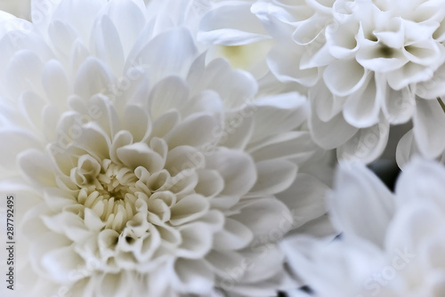 Close-up of white chrysanthemum flower © Dobrydnev