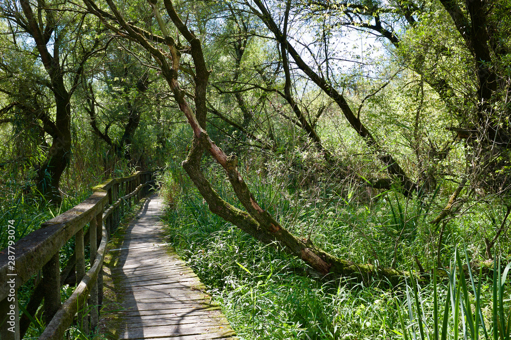 Abandoned wooden turist path in a mystic forest and marsh Abandoned wooden turist path in a mystic forest and marsh