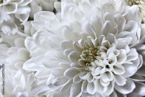Close-up of white chrysanthemum flower