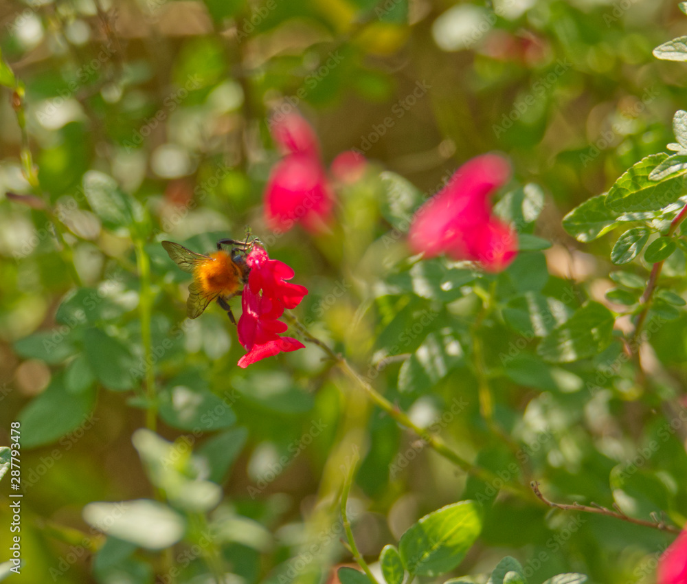 Automne Bourdon récoltant du pollen et faisant des provisions avant l'arrivée de l'hiver