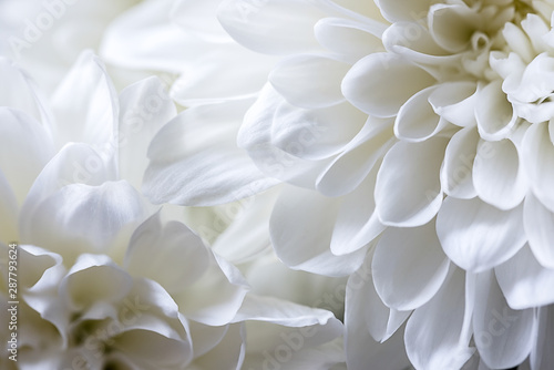 Close-up of white chrysanthemum flower © Dobrydnev