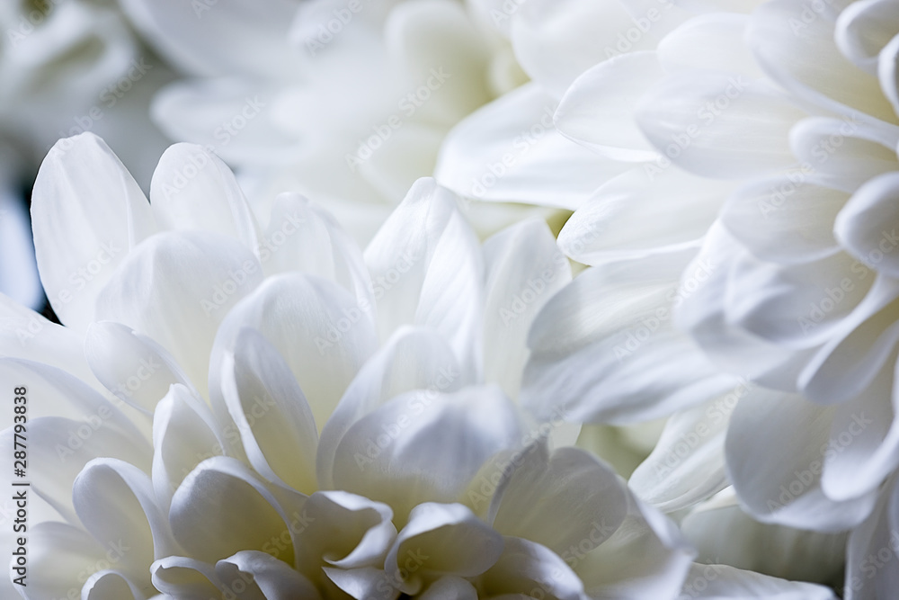 Close-up of white chrysanthemum flower