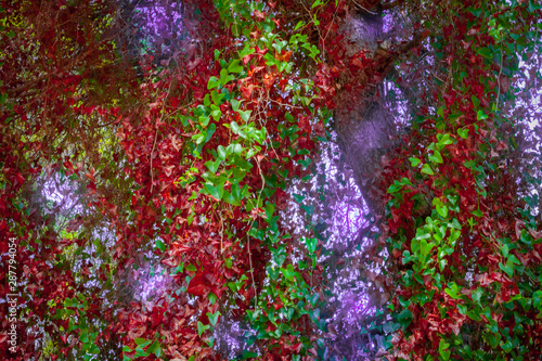 Hojas de planta trepadora de colores en árbol del bosque y resplandor de luz