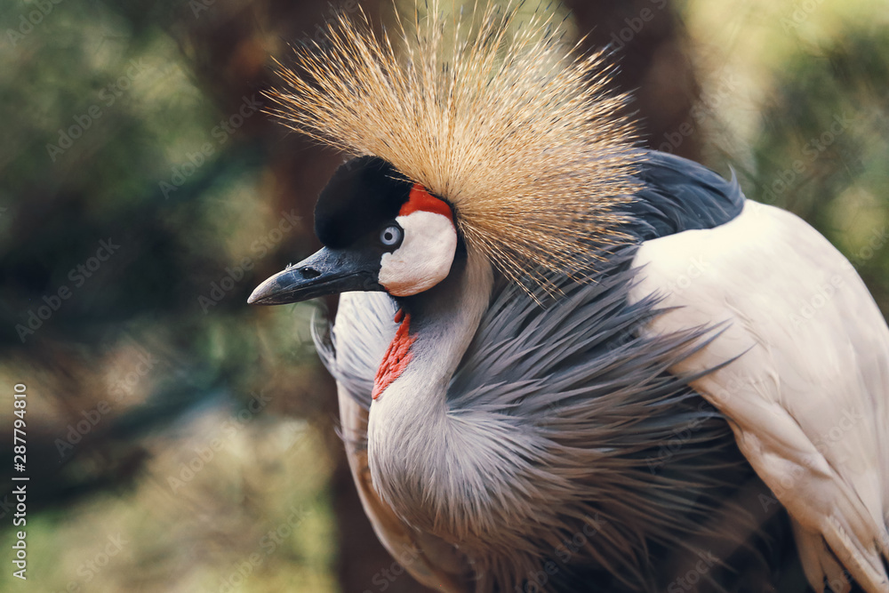 Fototapeta premium Portrait of crowned crane bird in Africa, Kenya