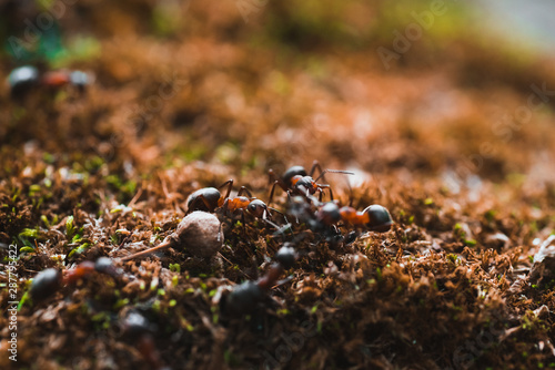 Ants are hardworking haul the twig in the moss