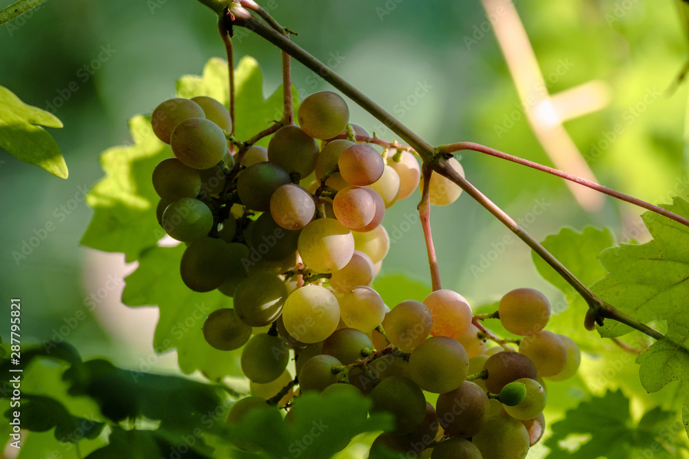 selected grape bunches in Italy for the great harvest