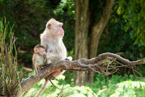 Mother and baby monkey lives in a natural forest.