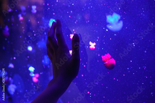 Trying to touch beautiful bright jellyfish with your hand