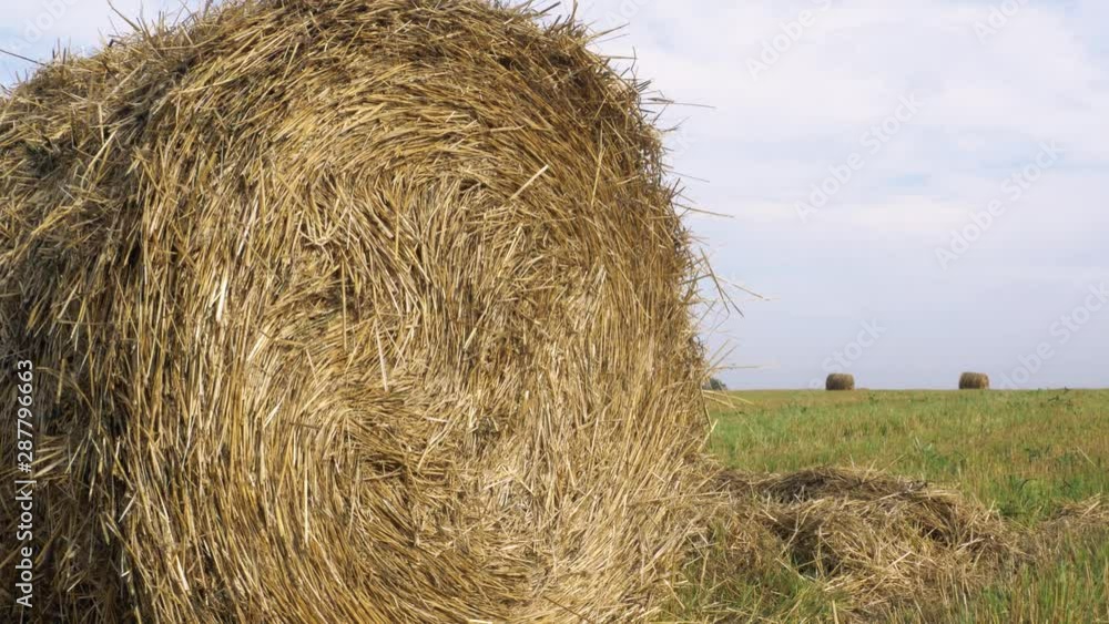 Hay bales on the field after harvest. Hay bales on the field after harvest.