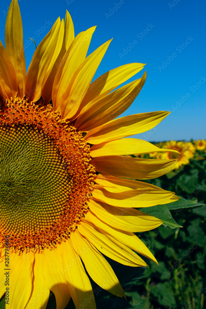 Naklejka premium Cropped shot of yellow flower over blue sky background. Sunflower over blue sky background. Abstract nature background. 