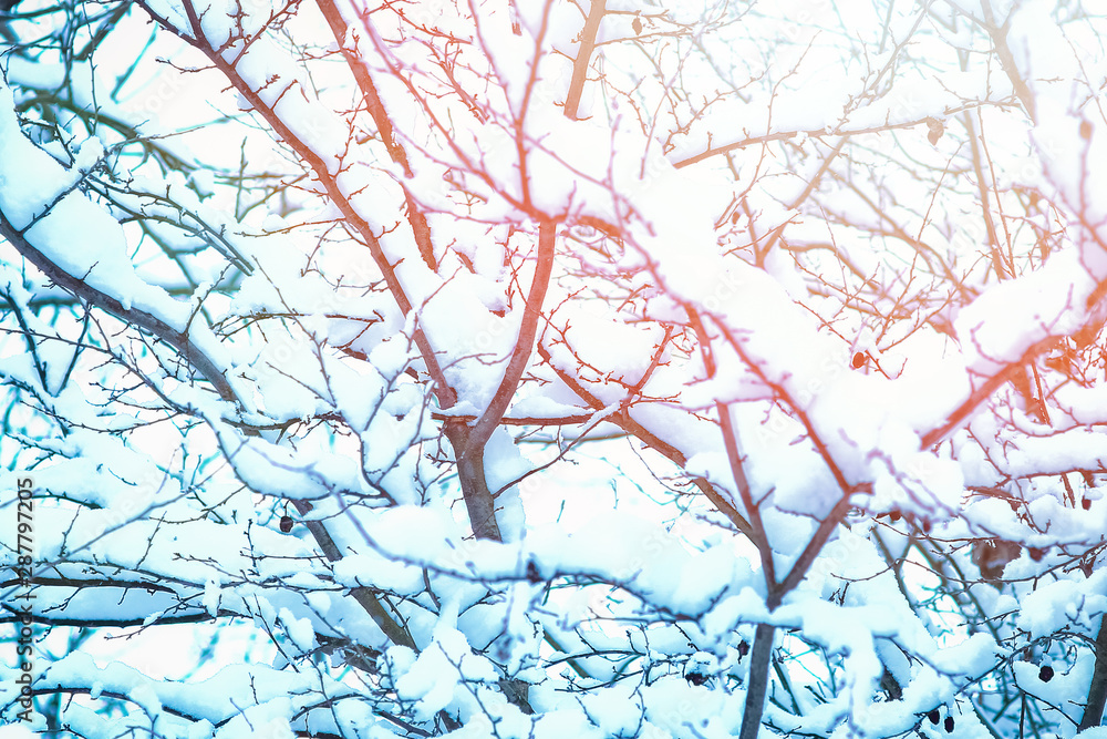 beautiful trees in winter on nature in the park background