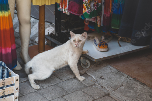 Careful thief - white cat in a shop in the old town of Rhodes © kseniya_milner