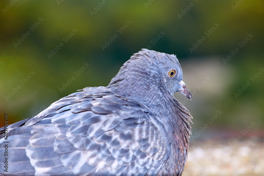 Pigeons close-up on a combined background Pigeons close-up on a combined background