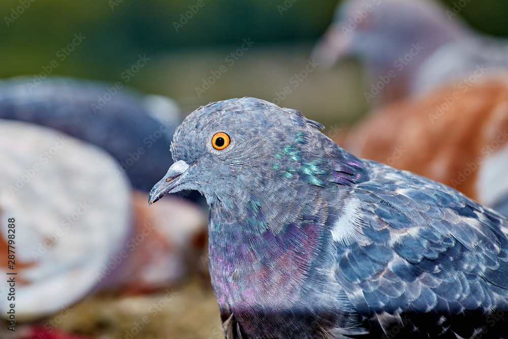 Pigeons close-up on a combined background
