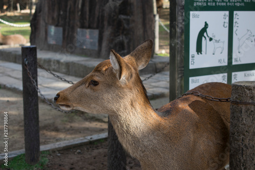 Ciervo en Todaiji Temple. Nara. Japón
