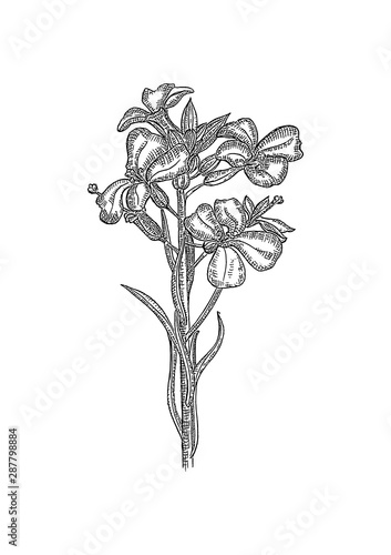 flowers on white background erysimum