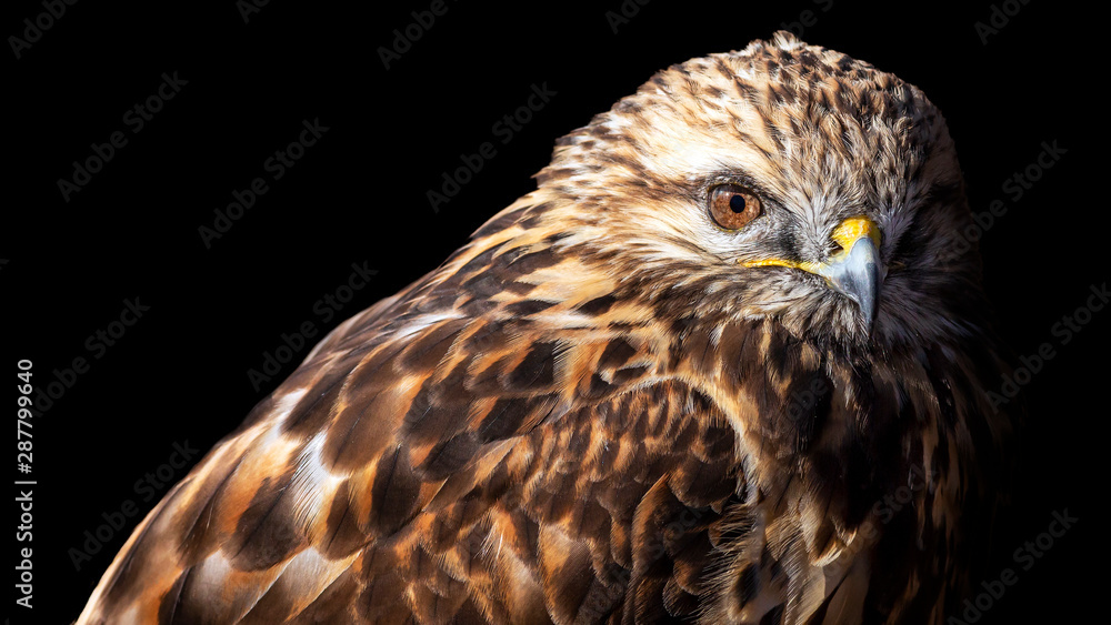 close-up portrait of a rough legged hawk