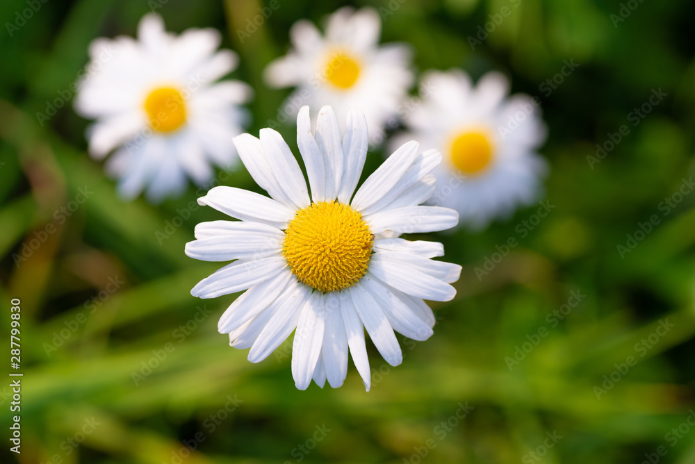 Beautiful macro photo of daisies on top Beautiful macro photo of daisies on top