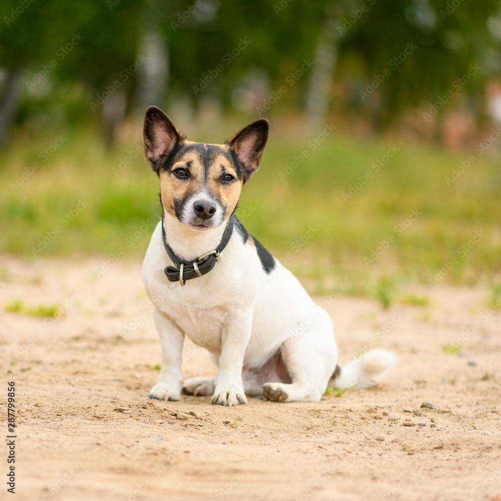 The adult male Jack Russell Terrier dog is sitting in a park.
