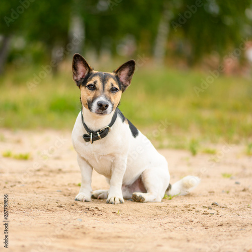 The adult male Jack Russell Terrier dog is sitting in a park.