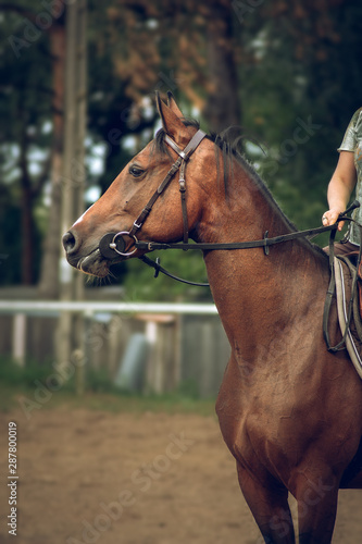 portrait of a horse © Ornavi