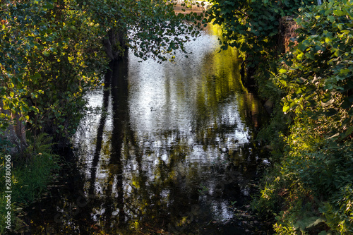 River  trees and water reflections