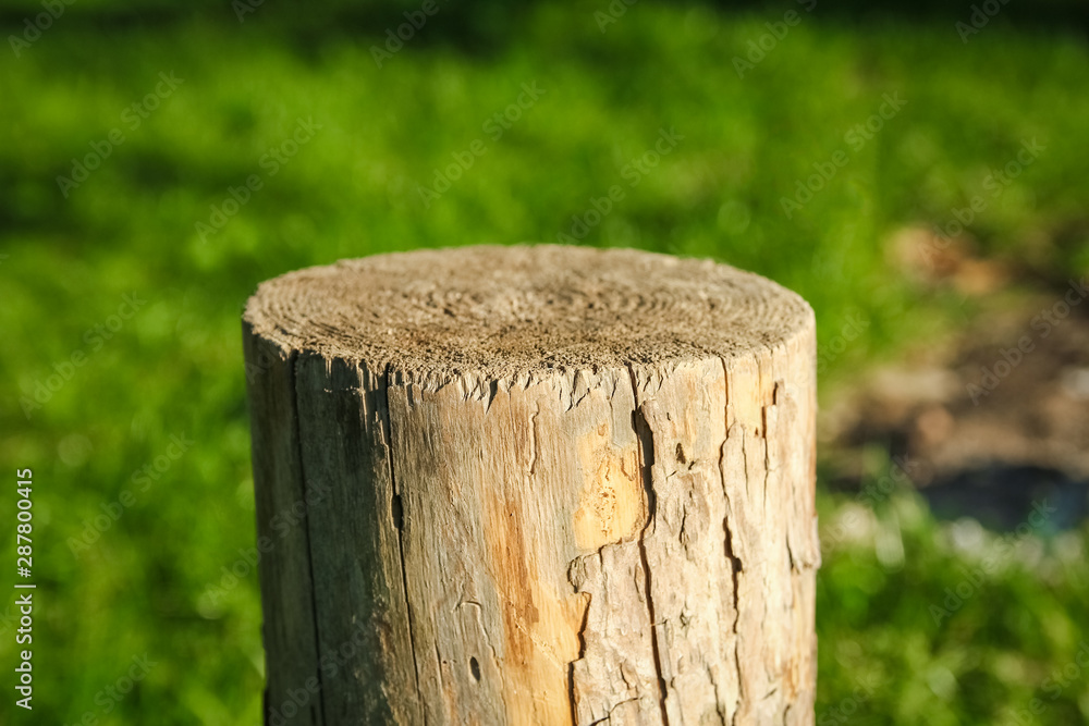 Fototapeta premium beautiful stump in nature in the park