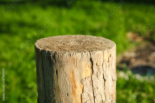 beautiful stump in nature in the park