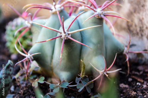 Ferocactus latispinus cactus photo