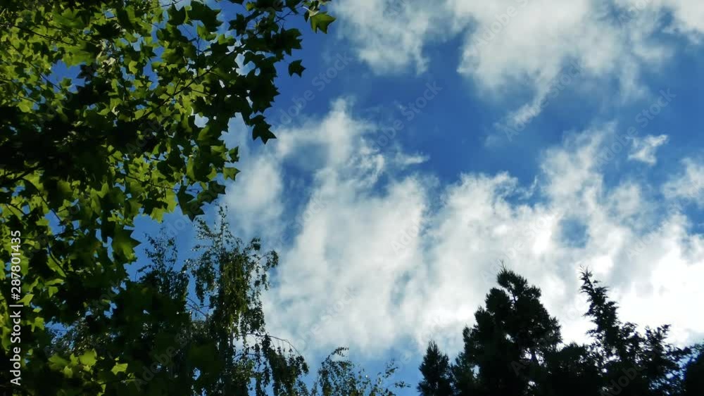 Green leaves on the wind against blue sky with moving clouds. Natural background. Sunny summer day. Green leaves on the wind against blue sky with moving clouds. Natural background. Sunny summer day.