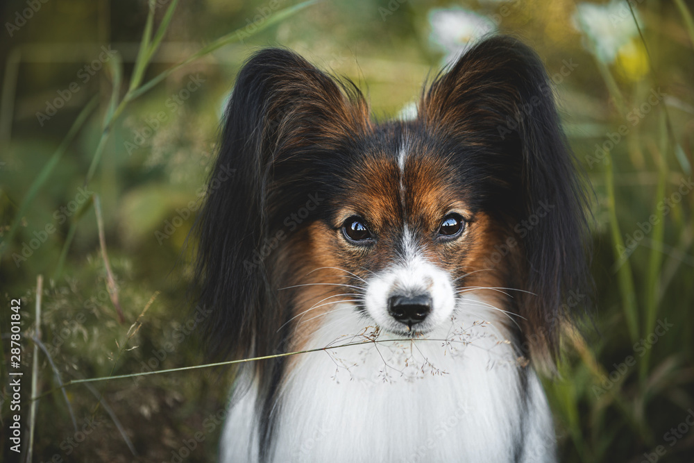 Cute papillon dog sitting in the field in fall. Continental toy spaniel outdoors Cute papillon dog sitting in the field in fall. Continental toy spaniel outdoors