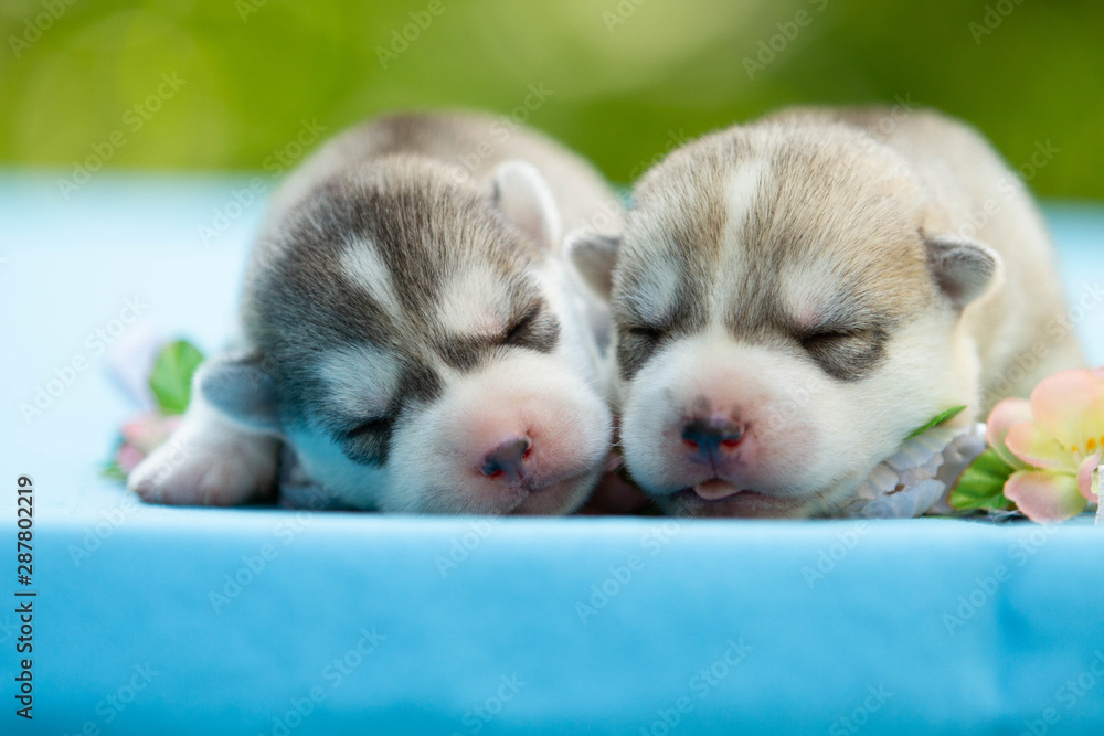 Two of siberian husky puppies sleeping under a grey blanket Two of siberian husky puppies sleeping under a grey blanket