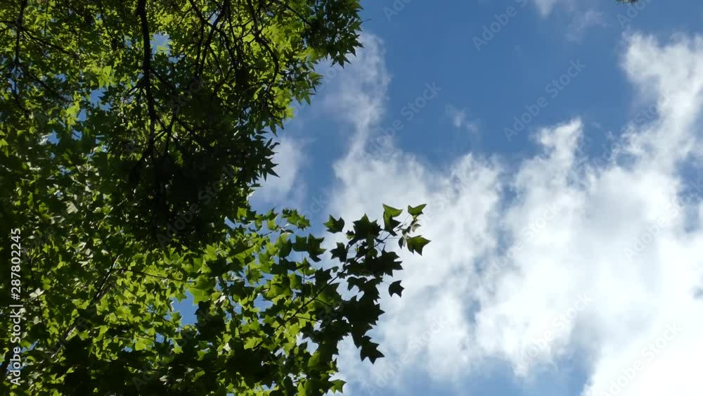 Green leaves on the wind against blue sky with moving clouds. Natural background. Sunny summer day. Green leaves on the wind against blue sky with moving clouds. Natural background. Sunny summer day.