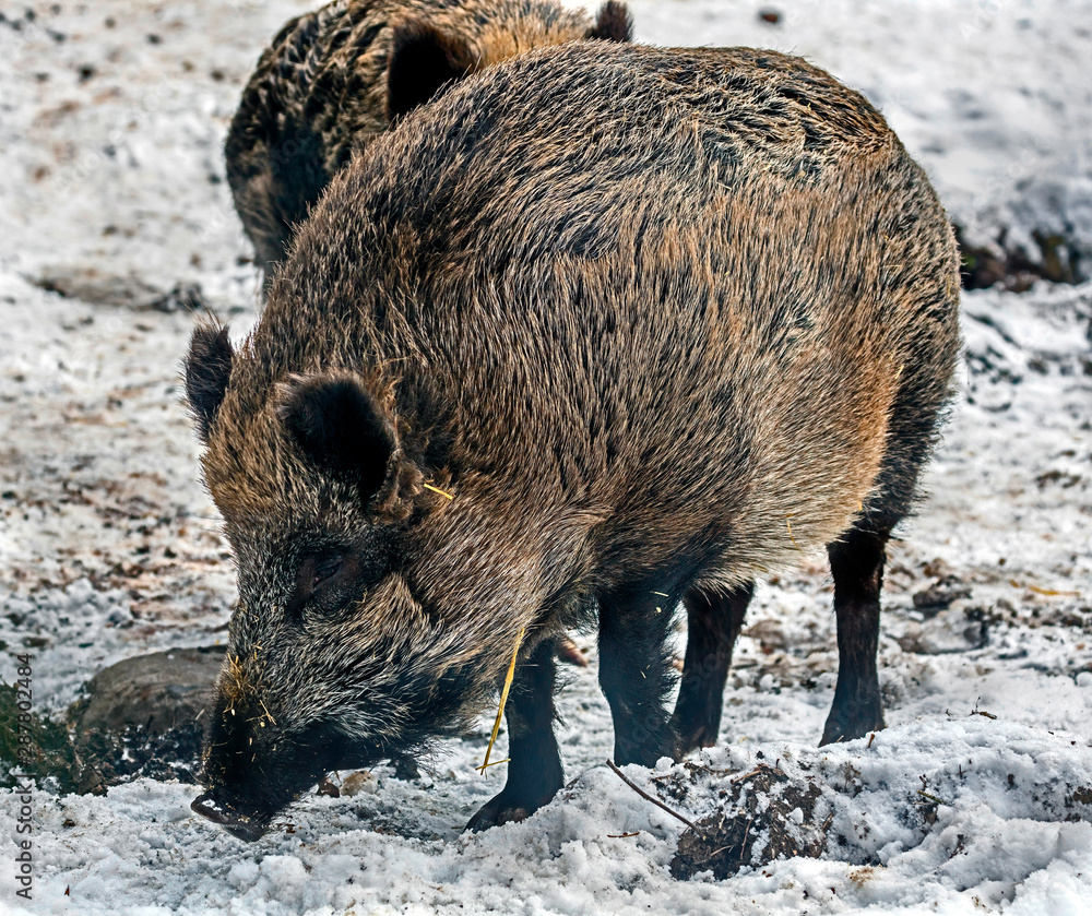 Wild sow on the snow. Latin name - Sus scrofa Wild sow on the snow. Latin name - Sus scrofa