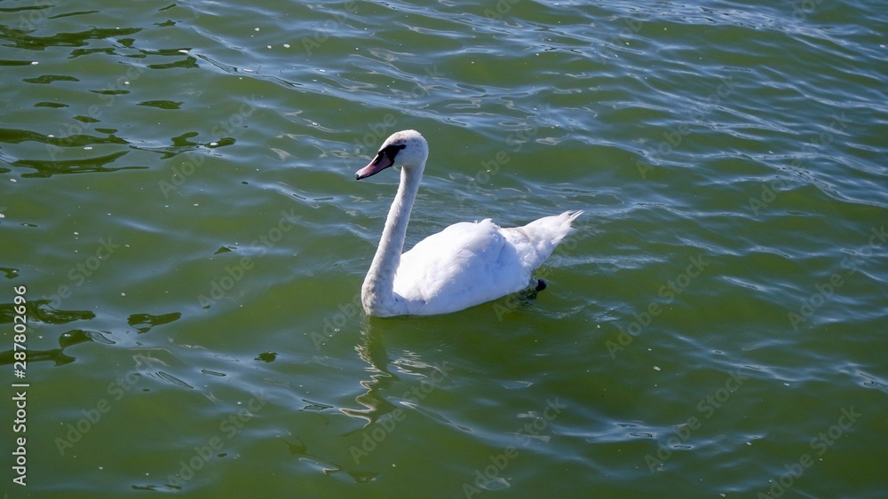 Obraz premium SAMSUNG CAMERA PICTURES