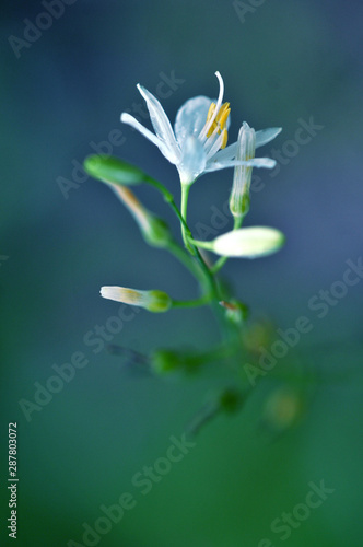 White single flower on blue background