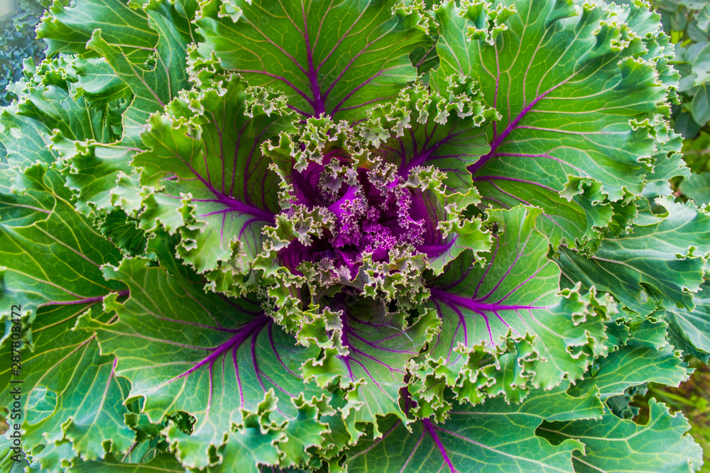 ornamental Kale for garden decoration