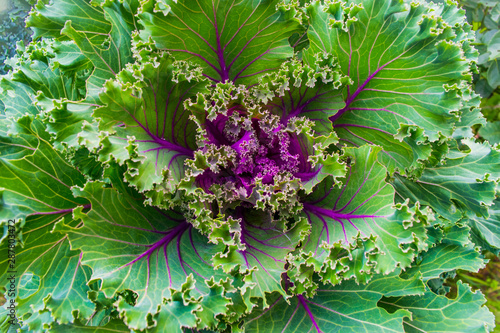 Obraz na płótnie ornamental Kale for garden decoration w salonie