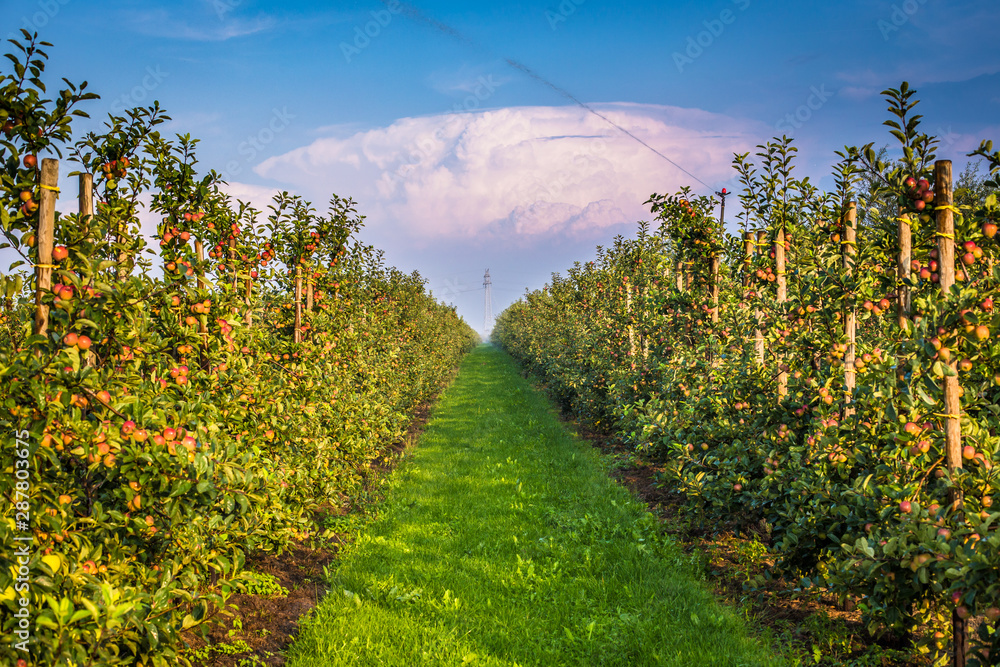 Naklejka premium Apfelplantage in Norddeutschland