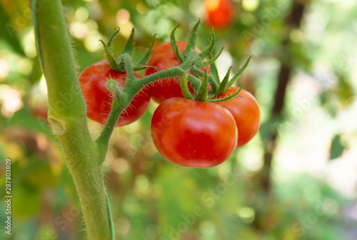 Four round red tomatoes growing