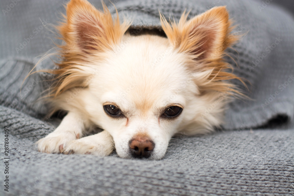 Chihuahua dog sleeping under blanket in bed dreaming sweet dreams Chihuahua dog sleeping under blanket in bed dreaming sweet dreams