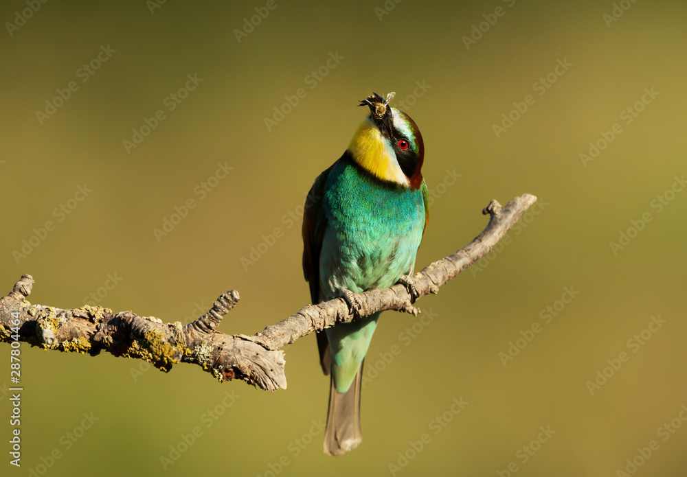 Obraz premium European Bee-eater with a bee in the beak