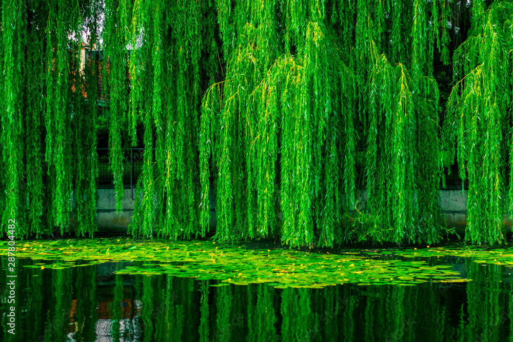 Dense green willows over the lake. Willow branches with dense green foliage - obrazy, fototapety, plakaty 