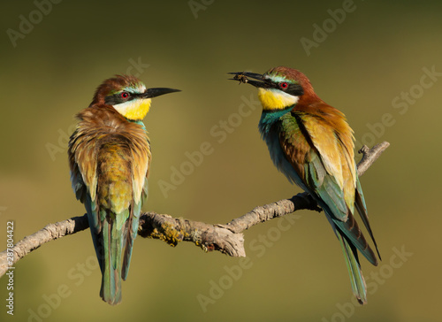 European Bee-eaters with puffed feathers perching on a branch