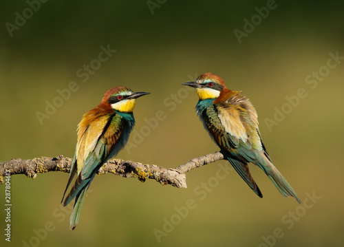 European Bee-eaters with puffed feathers perching on a branch